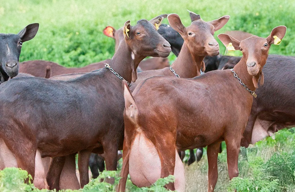 cabra-murciano granadina proguctos ganaderos albacete cabra-murciano granadina proguctos ganaderos albacete